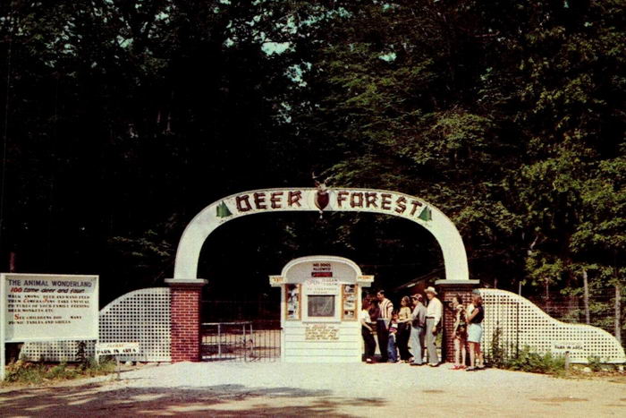 Deer Forest - OLD PHOTO